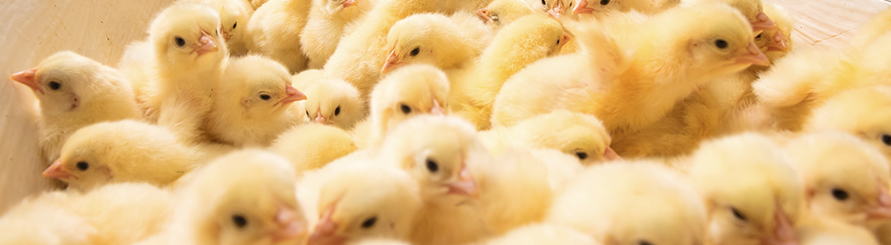 888.BY集团电子游戏(中国)有限公司官网