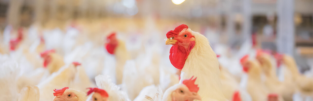 888.BY集团电子游戏(中国)有限公司官网